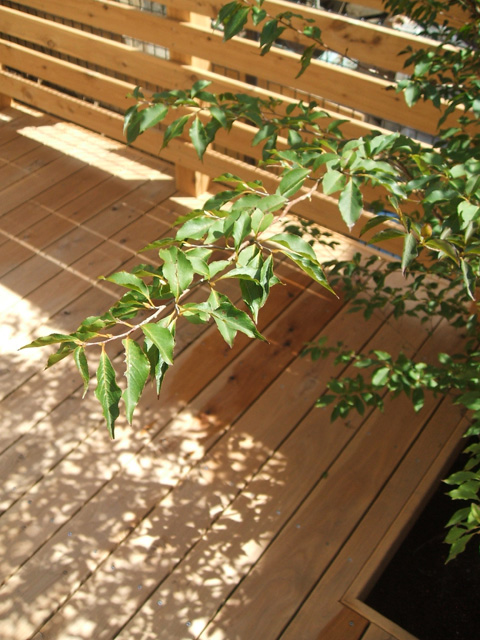 木漏れ日を楽しむ植物を植えられるよう床に穴あけ季節の変化を楽しもう