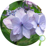 アジサイ（紫陽花）