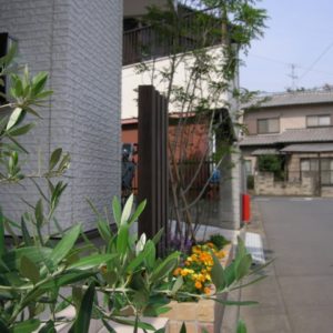 オリーブが大きくなると、玄関先がより良くなりますねー。