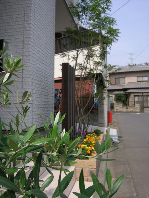 オリーブが大きくなると、玄関先がより良くなりますねー。