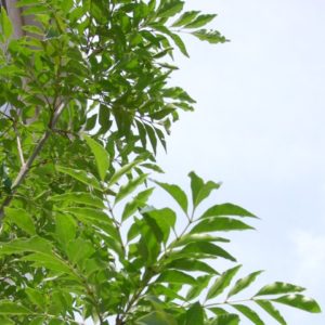 シマトネリコの葉って涼しげですねー。
